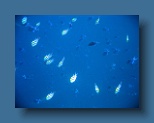 Helengeli 356